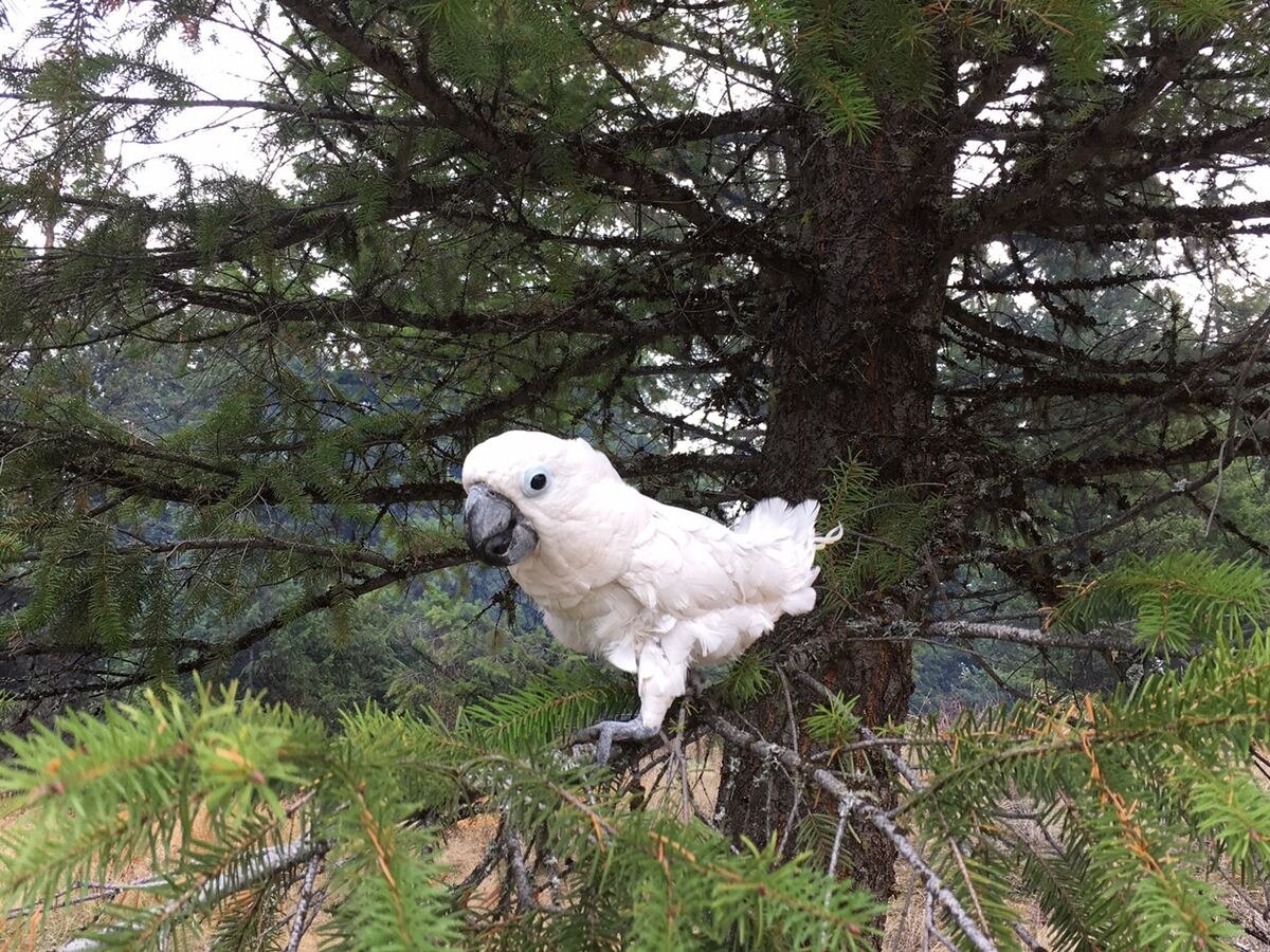 Kasper in flight
