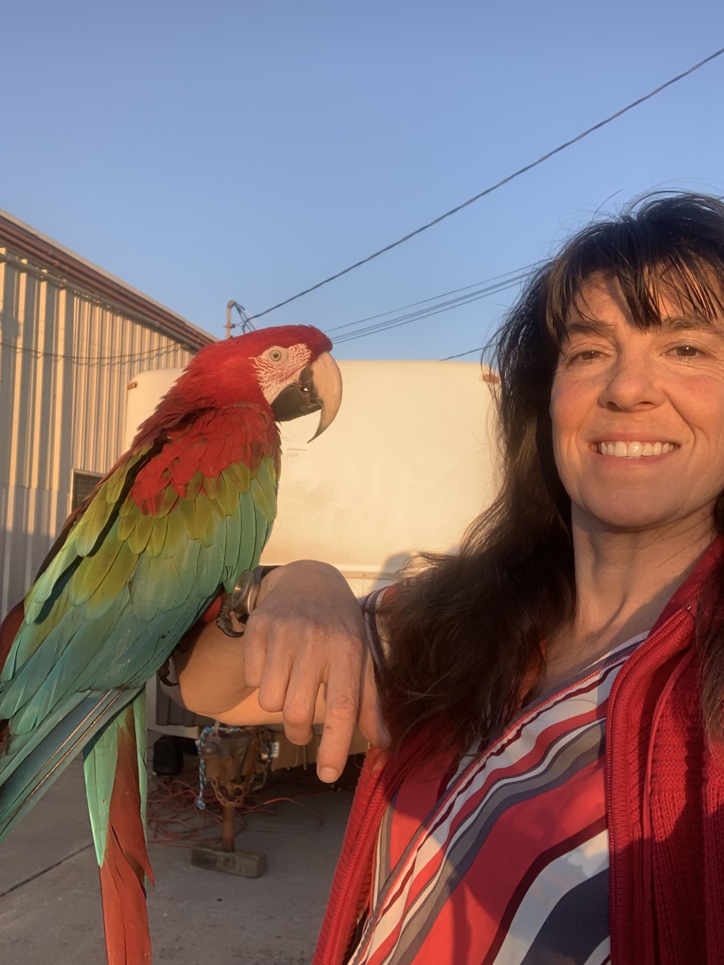 Juliette with Paris, a green-wing macaw