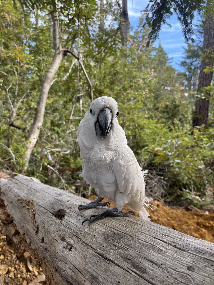 Kasper the umbrella cockatoo