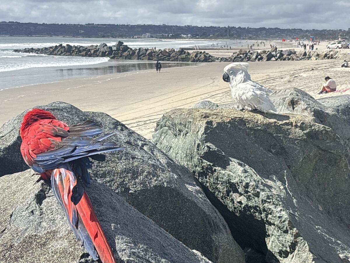 Coastal cleanup on the shoreline